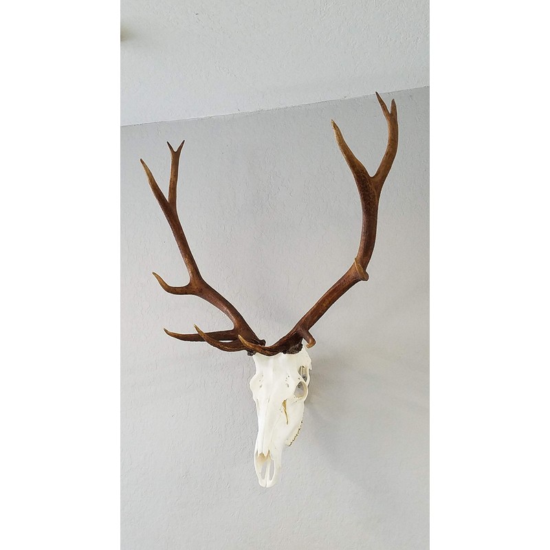 Top Rack: European Skull Mount Hangers Trophy Buck: Deer, Raging