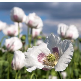 Earthcare Seeds Giant Poppy 250 Seeds (Papaver Somniferum Giganteum) Non GMO - Heirloom
