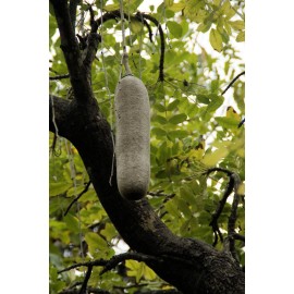 Serendipity Seeds RARE Tropical Seeds - 10 Seeds - Saugage Tree - Kigelia africana - 10 Seeds
