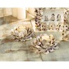 Mud Pie 498B002 Oyster Shell Votive Holder 3 1/4" x