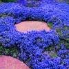Magic Blue Creeping Thyme Seeds for Planting-16000PCS Thymus Serpyllum Heirloom