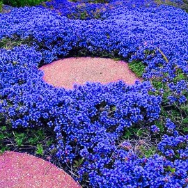 Magic Blue Creeping Thyme Seeds for Planting-16000PCS Thymus Serpyllum Heirloom Seeds, Ground Cover Plants