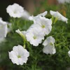 Outsidepride Petunia Grandiflora White - 250 Seeds