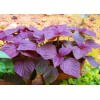 Seed-Top 200 Purple Shiso Seeds Perilla frutescens, Asian Culinary Chinese
