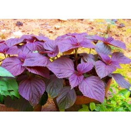Seed-Top 200 Purple Shiso Seeds Perilla frutescens, Asian Culinary Chinese basil Red Mint