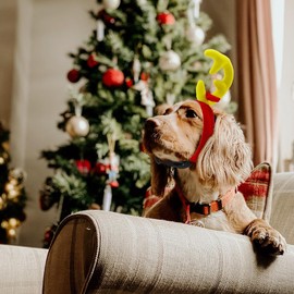 Antlers - Diadema para perro, disfraz de Navidad para perro, disfraz de Halloween, disfraz de perro de Navidad para perros pequeños y medianos con banda elástica ajustable, disfraz de fiesta de