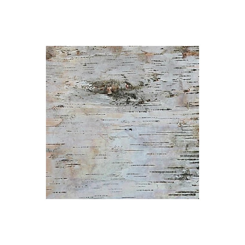 Wilson Birch Bark (12" x 12" 2 Pack)