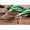 Health Embassy Dandelion Root | Taraxacum Officinale L | Herbal