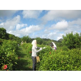 It's On – What Type of Shampoo and deadly The Work 300ml