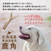 Deer Antler Dog, Yezo Deer, Hokkaido, Large Size (For Extra