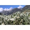GermaCare Baby Soap with Organic Edelweiss from the Alps, pH
