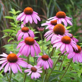 TomorrowSeeds - Purple Coneflower Seeds - 3000+ Count - for 2025 Planting USA Garden Flower Hedgehog Cone Flower Pink Echinacea Sunflower Rose Non-GMO Heirloom Grow Your Own Home Farm Patio Healthy