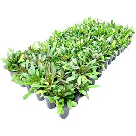 Ajuga Reptans Chocolate Chip I 10 Live Plants | Dense Ground Cover Plant with Miniature Dark Foliage, Perfect for Gardens, Borders, & Shaded Areas