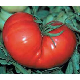 Tomato, RED PONDERSOSA, Heirloom, 100 Seeds, Giant 1-2 Pound Fruit