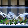 DNTHYRIN 6Pcs Reptile Plants Set, Artificial Vivarium Decoration for Terrariums,