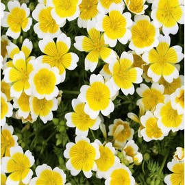 2000+Yellow White Poached Egg Meadowfoam Plant Seeds-Perennial Limnanthes Douglasii Ground Cover Seeds for Planting Attracting Bees Pollinators