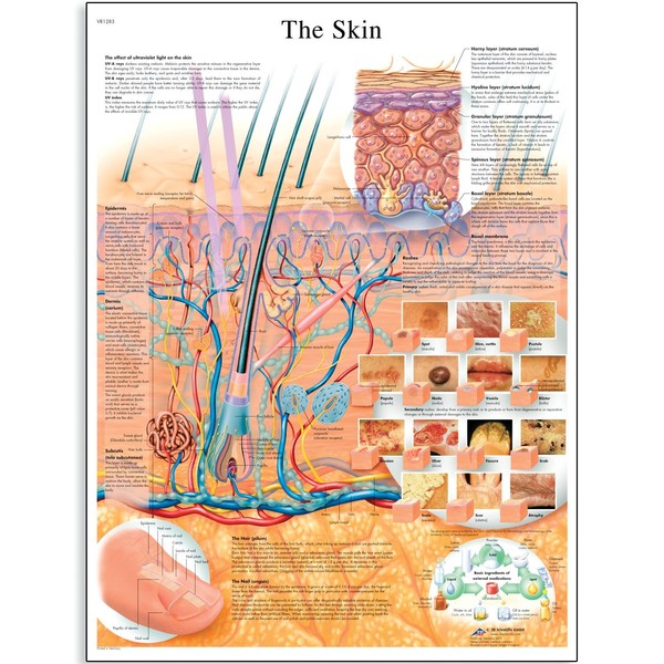 3B Scientific VR1283L Glossy Laminated Paper The Skin Anatomical Chart, Poster Size 20" Width x 26" Height