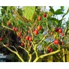 CZ Grain 10 Tomato Tree Seeds for Planting Tamarillo Cyphomandra