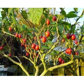 CZ Grain 10 Tomato Tree Seeds for Planting Tamarillo Cyphomandra betacea