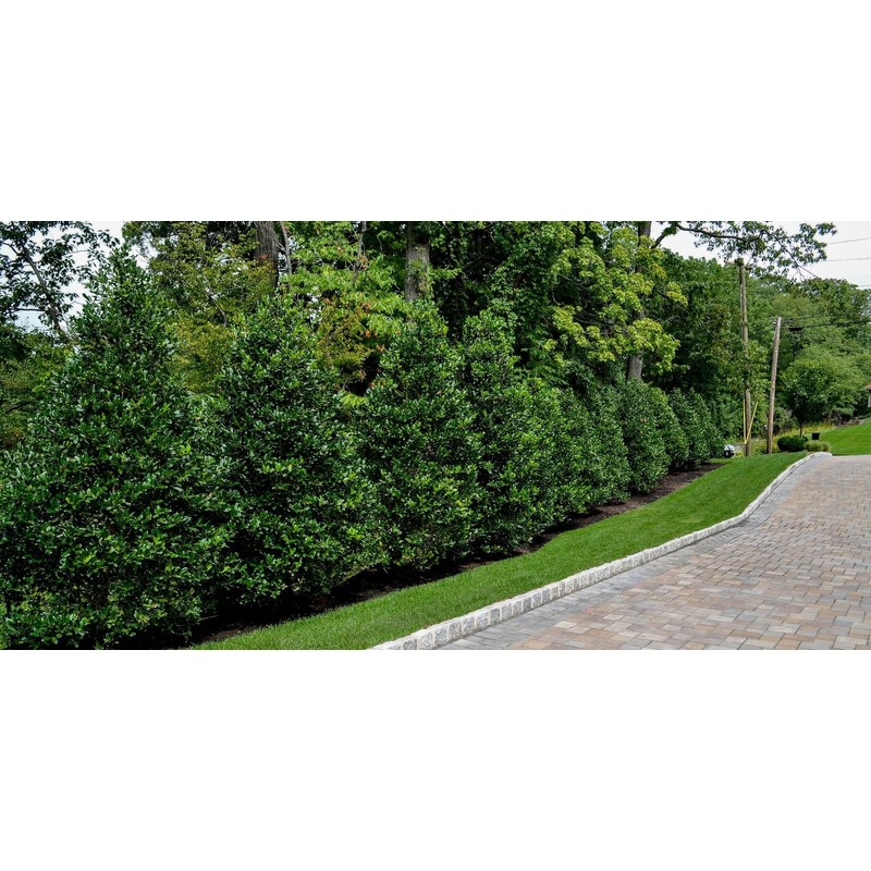 Nellie R. Stevens Holly - 10 Live Trees - Evergreen