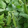 Organic Snap Pea Seeds (Sugar Daddy) - Approx 75 Seeds