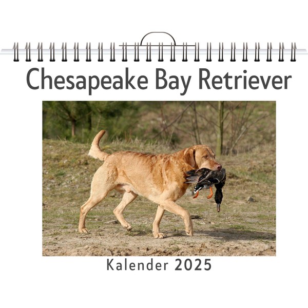 Chesapeake Bay Retriever - (Wandkalender 2025, Kalender DIN A4 quer,