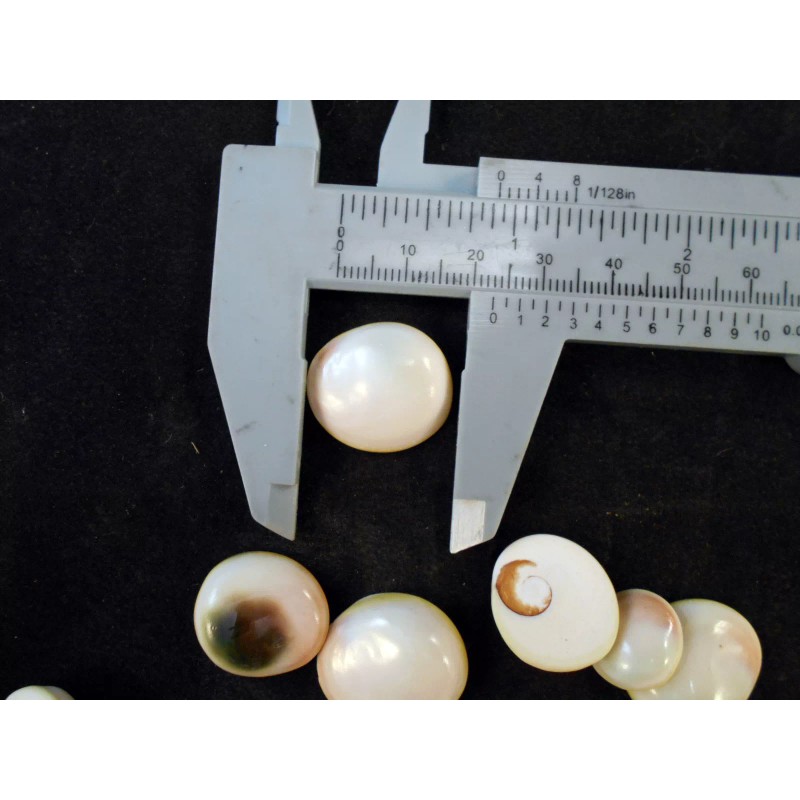 Florida Shells and Gifts 12 Pale Cat Eye Shells Seashells