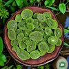 Smarty Stop Dried Fruits Great Healthy Snack (Dried Kiwi, 2