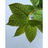Unbranded Forsythia × intermedia 'Kumson' Variegated Large 1 Gallon Shrub