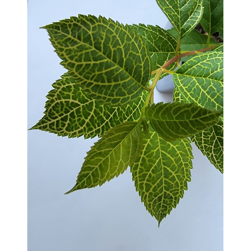 Unbranded Forsythia × intermedia 'Kumson' Variegated Large 1 Gallon Shrub