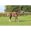 Horsemen's Pride Horsemen's Pride Jolly Ball - Blue, 10 inch