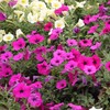 Petunia Seeds - Rose of Heaven - Packet - Pink