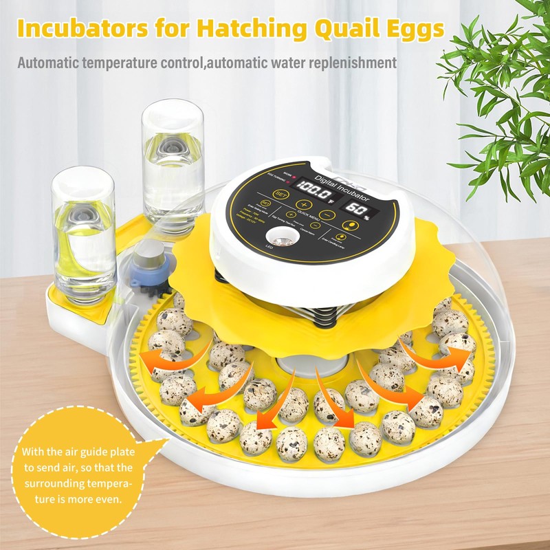 Quail Egg Incubator for Hatching 40 Quail Eggs with Automatic
