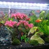 Aquarium Tree Plants Decorations, Artificial Cherry Blossom Tree Grass Set