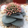 Mixed Rare Succulent Plant Seeds, 100pcs/pack