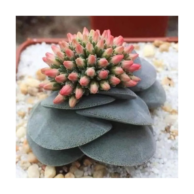 Mixed Rare Succulent Plant Seeds, 100pcs/pack