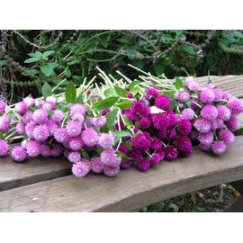 Globe Amaranth Gomphrena Globosa Mix Pompon Ball Bachelor Button 35+ Seeds for Planting Non-GMO