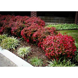Nandina Firepower | 3 Extra Large 3 Gallon Plants | Nandina Domestica 'Firepower' | Vibrant Foliage All Year | Easy to Grow