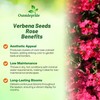 Outsidepride Rose Verbena Seeds for Planting - 1000 Pcs. Annual,