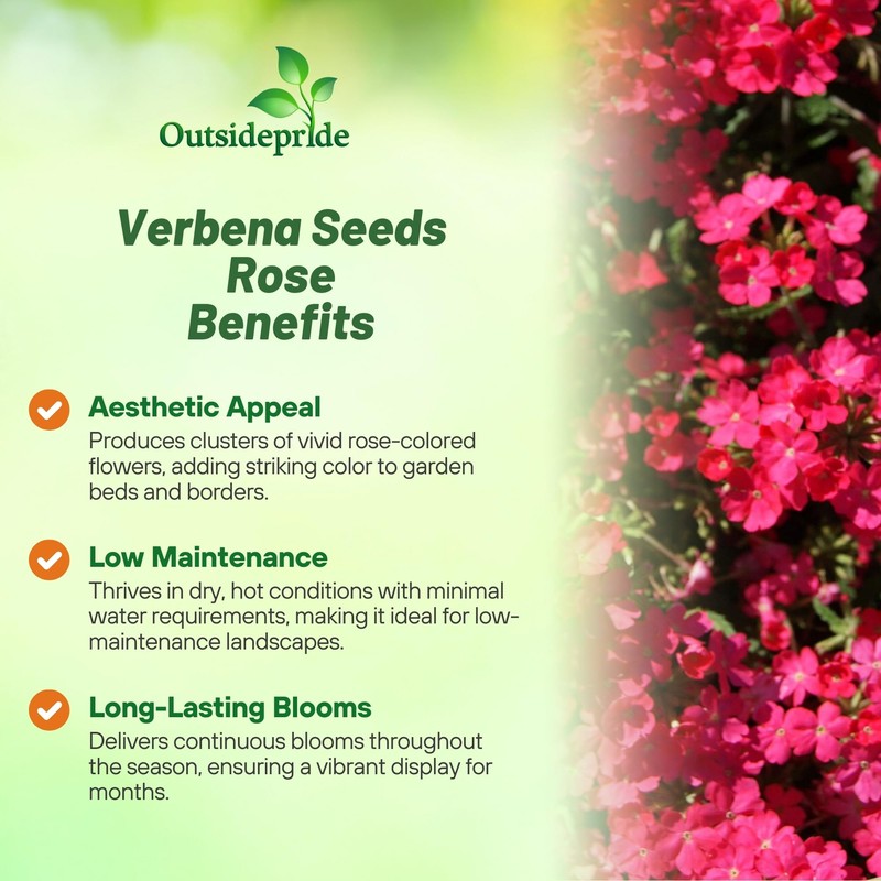 Outsidepride Rose Verbena Seeds for Planting - 1000 Pcs. Annual,