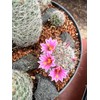Horticultural Calcined Clay Soil Bonsai Cactus Soil Additive for Succulent