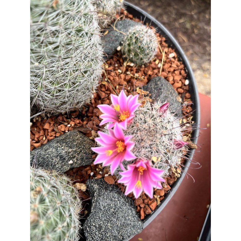Horticultural Calcined Clay Soil Bonsai Cactus Soil Additive for Succulent
