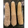 USDA, Organic, Silver, Hawaiian #9, Super, Sweet Corn, Heirloom, Open