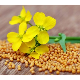CEMEHA SEEDS - Seeds Yellow Mustard Non GMO Vegetable for Planting 500 Seeds