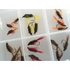 BestCity Fly Fishing Coloured and Natural Diawl Bach 24 Flies