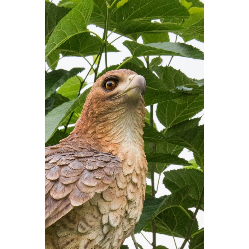 Hi-Line Gift Ltd. Wild Hawk Standing on Branch Garden Statue