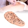 Ear Sticker Acupuncture Kit 600pcs Ear Massage Sticker Acupuncture Model