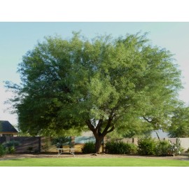 10 Honey Mesquite Seed Pods ( Prosopis glandulosa) Drought Tolerant Legume, 2024