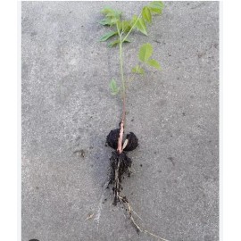 Unbranded 10 Pk, Natural Black Walnut Juglans Nigra *Rescue* 1yr 13"+ BareRoot Live Trees
