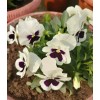 Heirloom 50- Pansy Flower Seeds Silverbride Pansies Cold Hardy